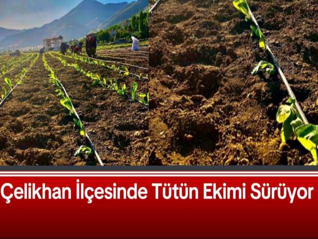 Adıyaman'da Tütün Ekimi Sürüyor