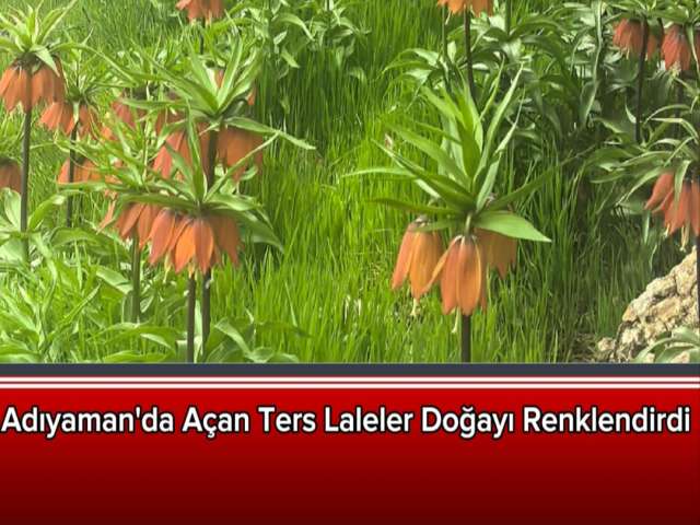 Adıyaman'da Doğada Ters Lale Şöleni