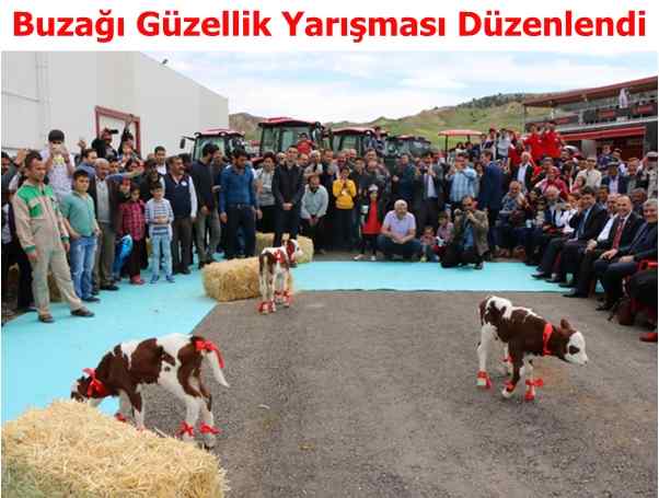 Buzağı Güzellik Yarışması Düzenlendi